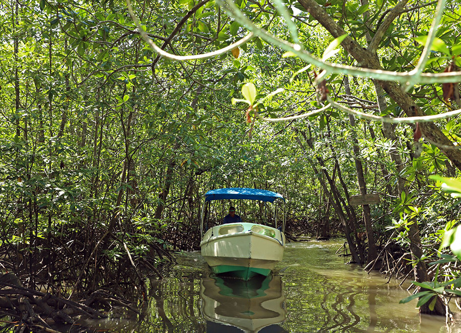 Mangrove boat ride