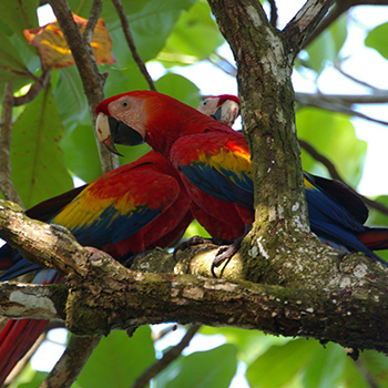 Birding Peninsula de Osa, Costa Rica