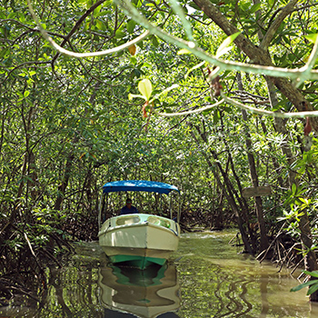 Mangrove Tour, Drake Bay, Costa Rica
