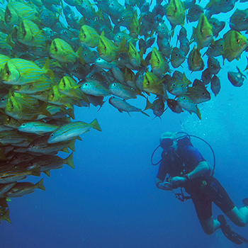 Scuba Diving, Osa Peninsula, Costa Rica