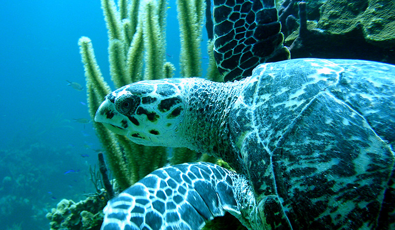 Sea turtle Cano island