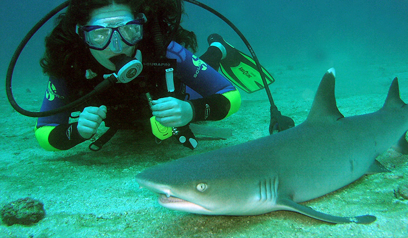 Cano island shark Costa Rica