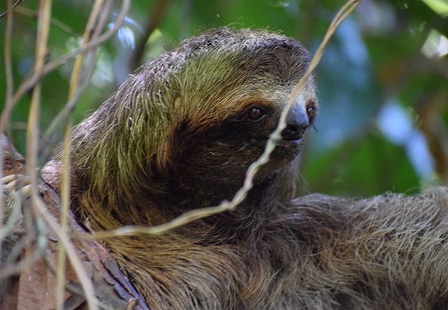 Costa Rica sloth Cano Island